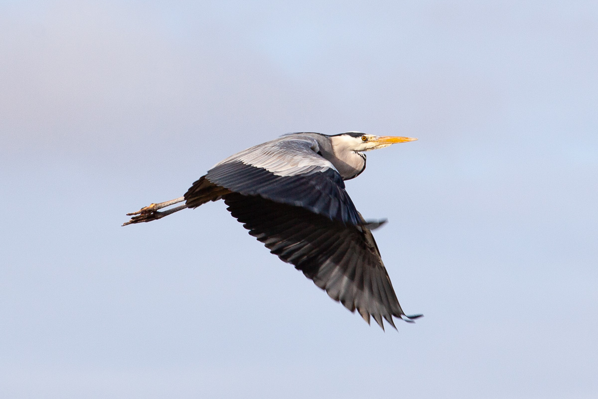 Heron