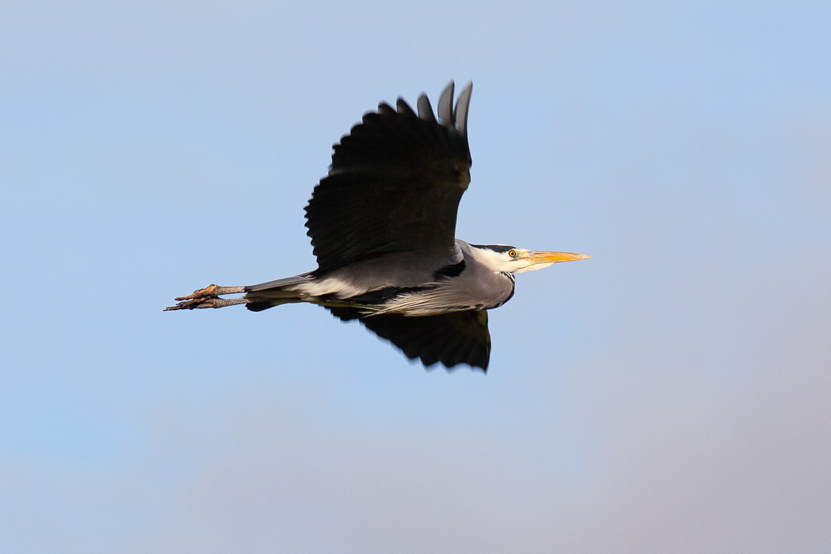 Heron