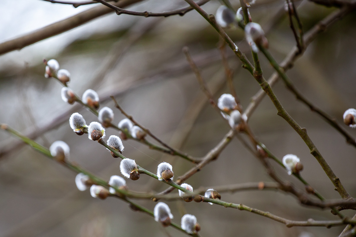 Pussy willow