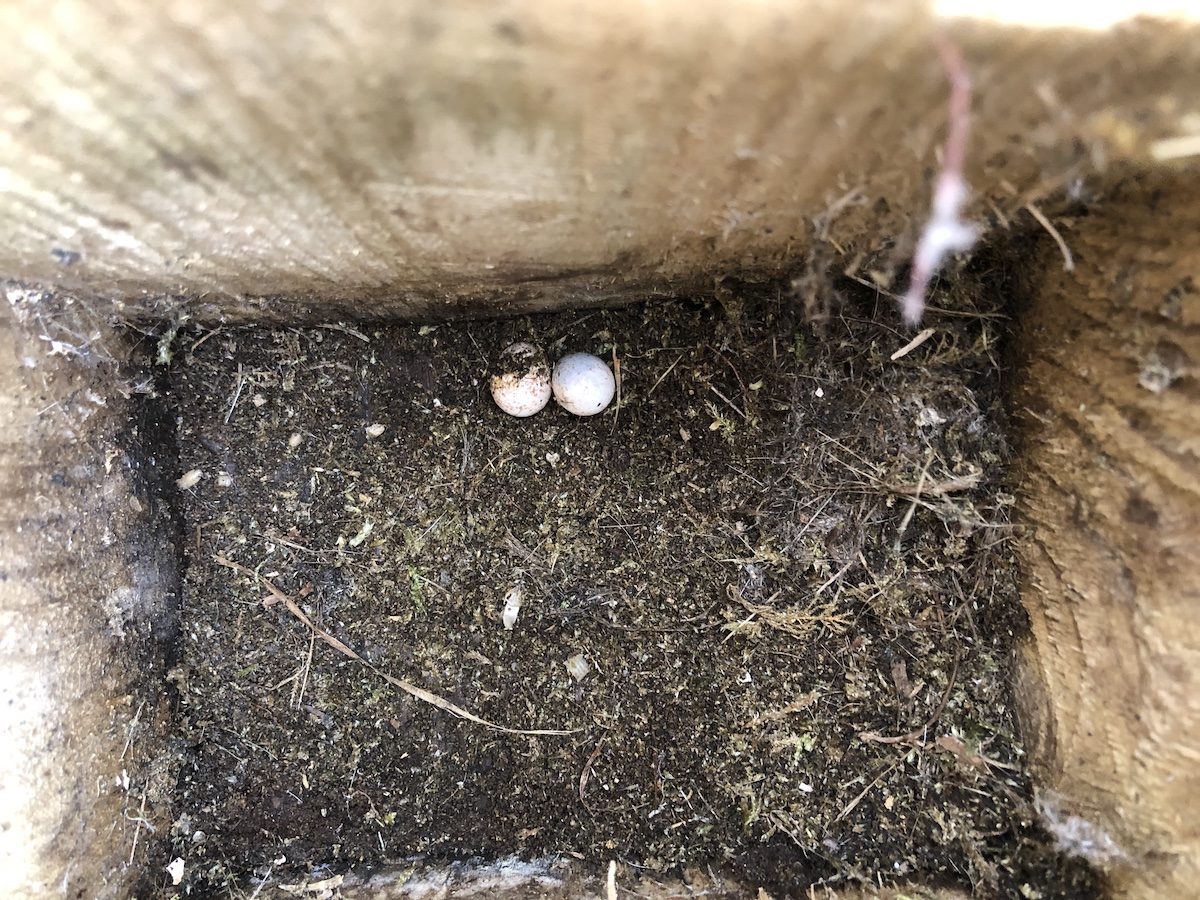 Blue tit eggs