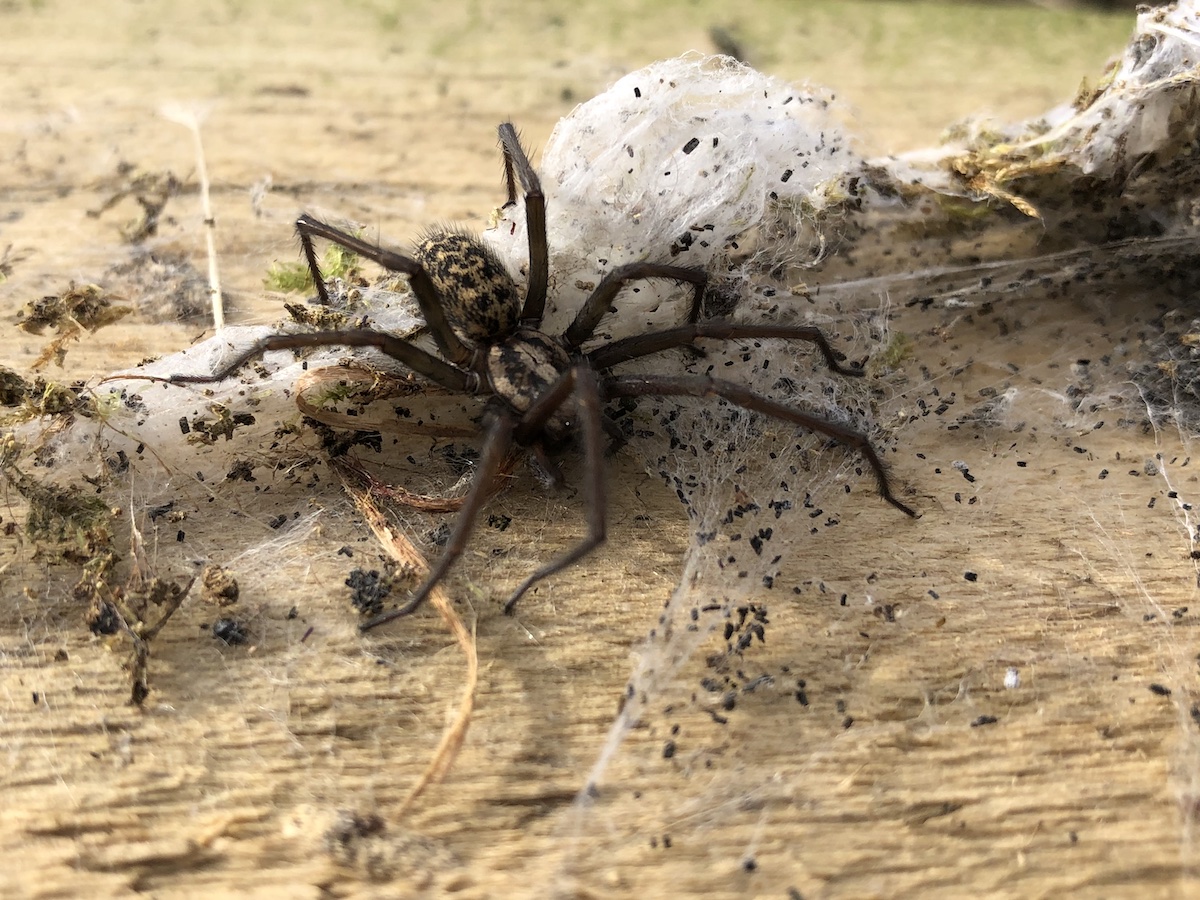 Spider