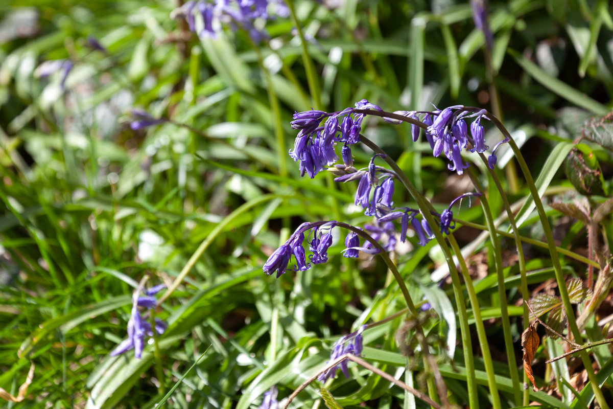 Bluebells
