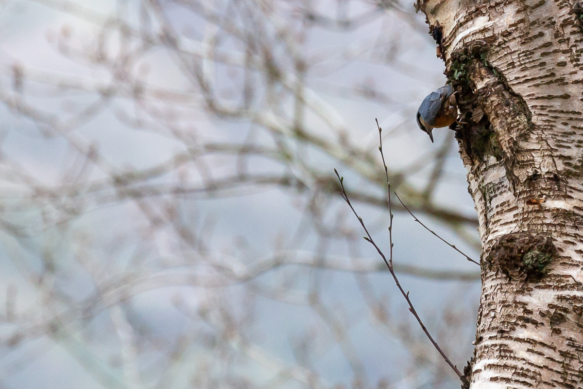 Nuthatch