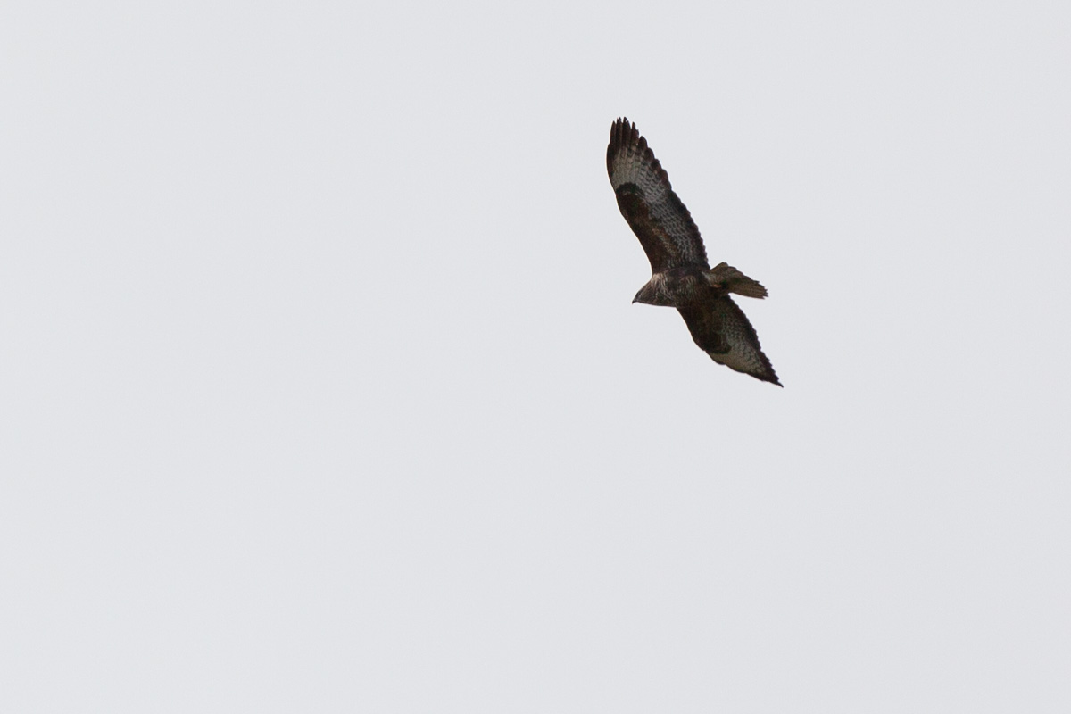 Buzzard
