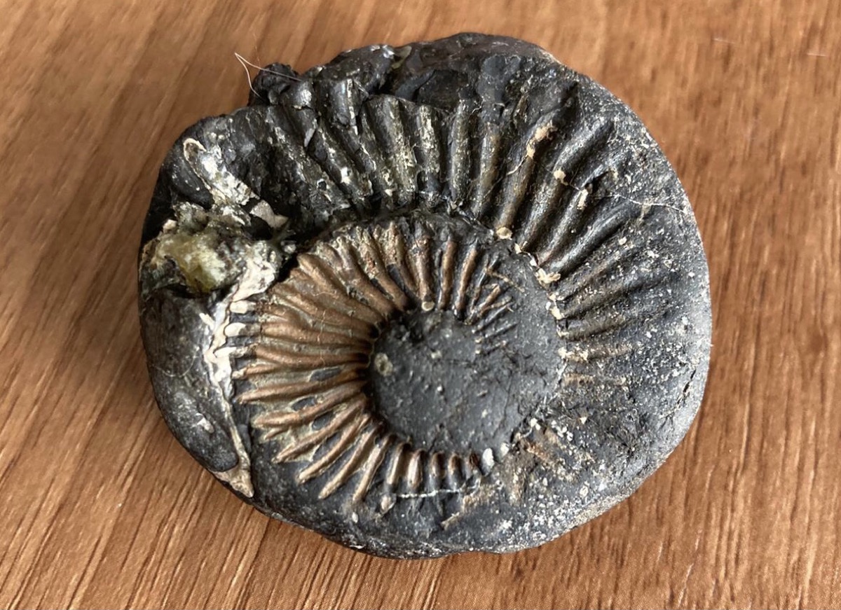 Ammonite fossil