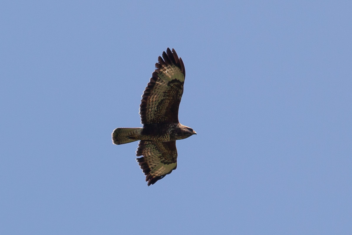 Buzzard