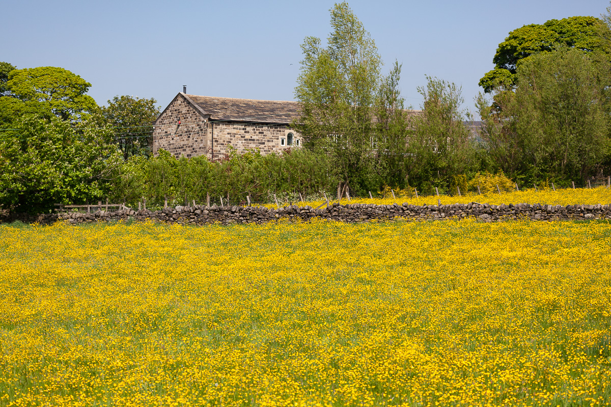 Buttercups
