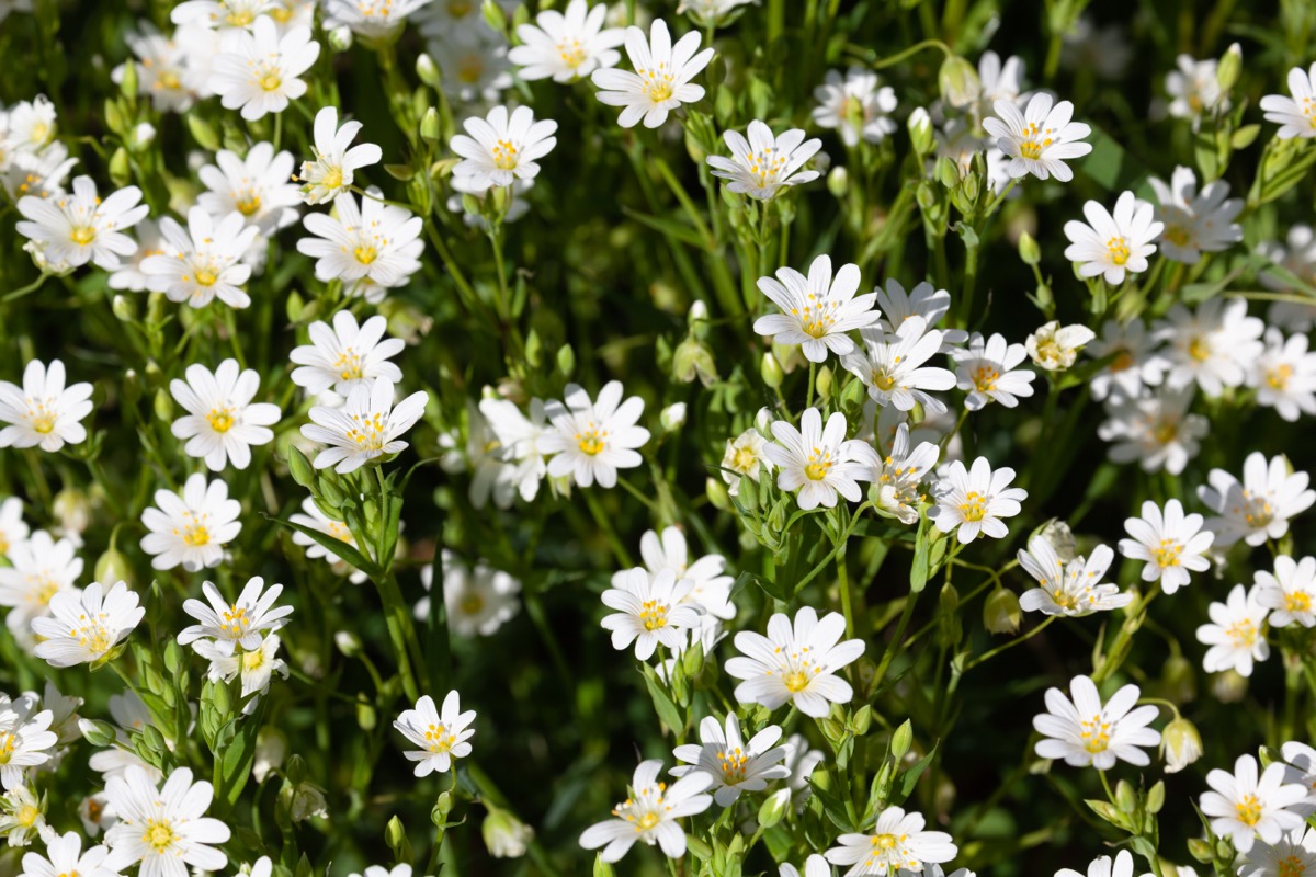 Greater stitchwort