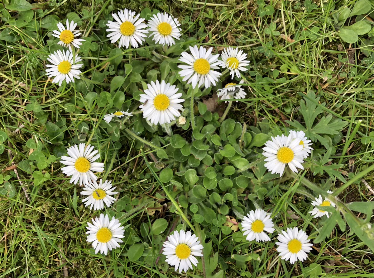 Daisies