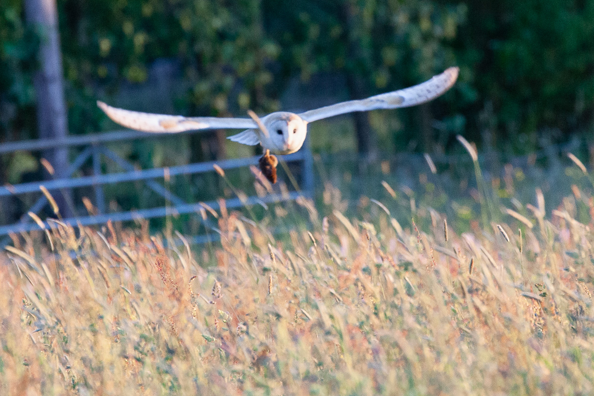 Barn owl with vole