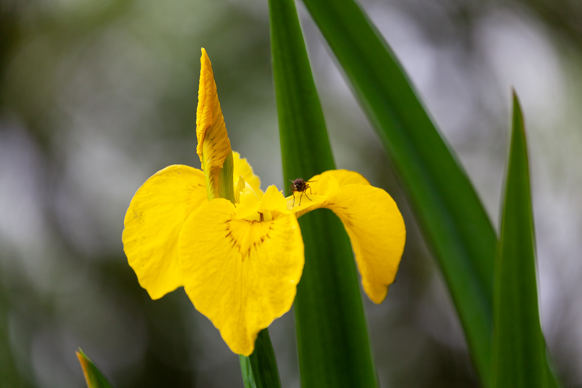Yellow flag iris