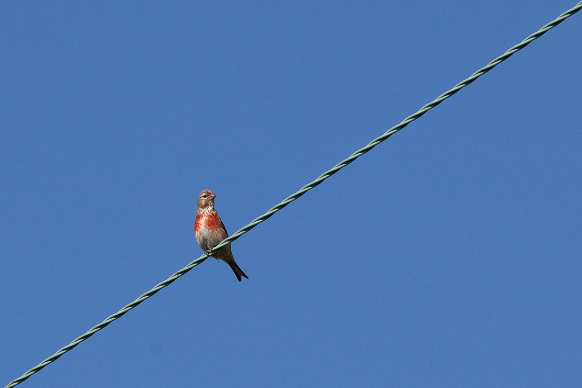 Male linnet