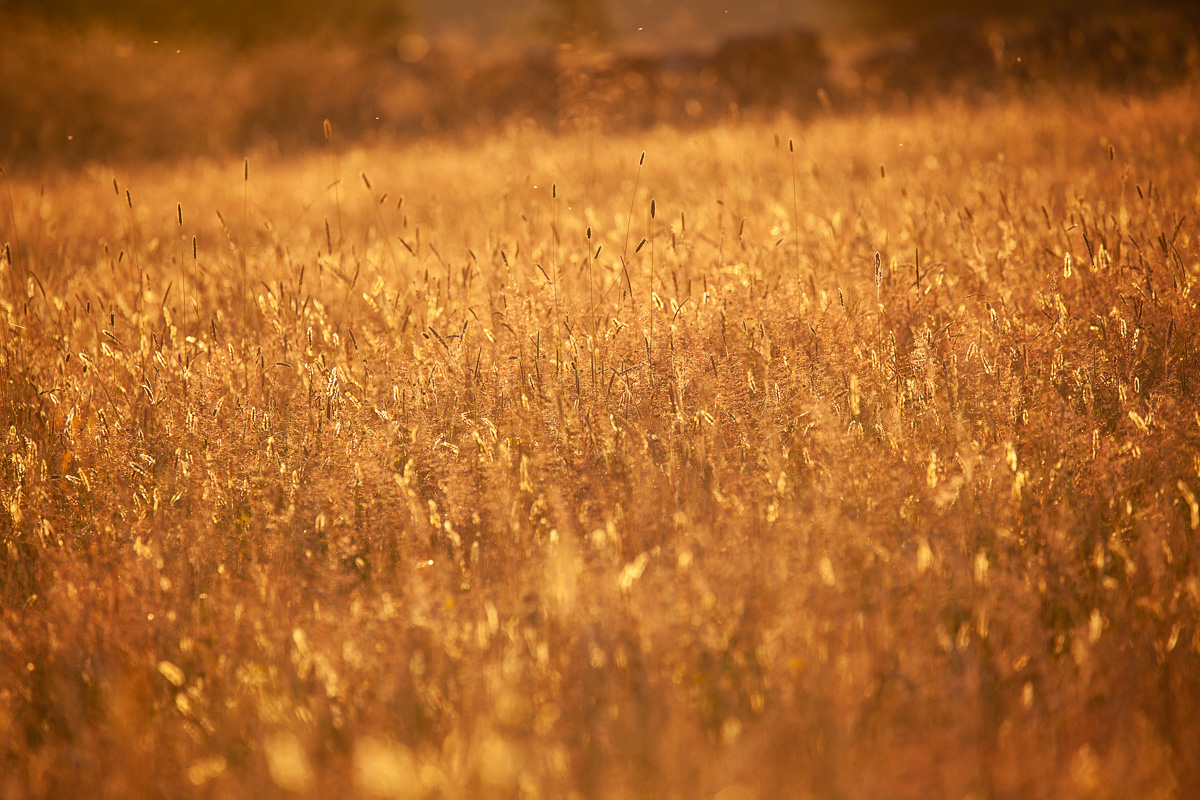 Meadow at sunset