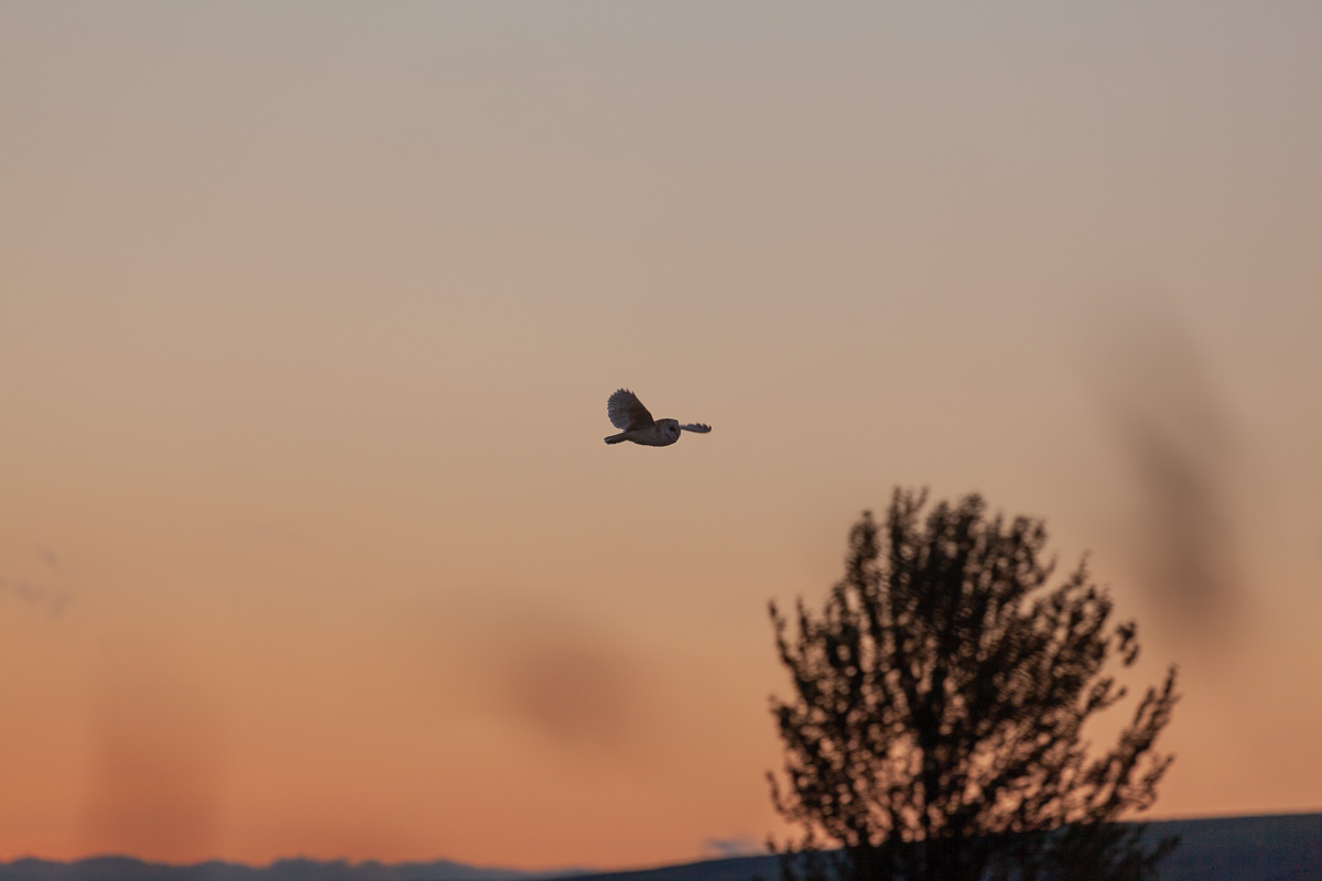 Barn owl