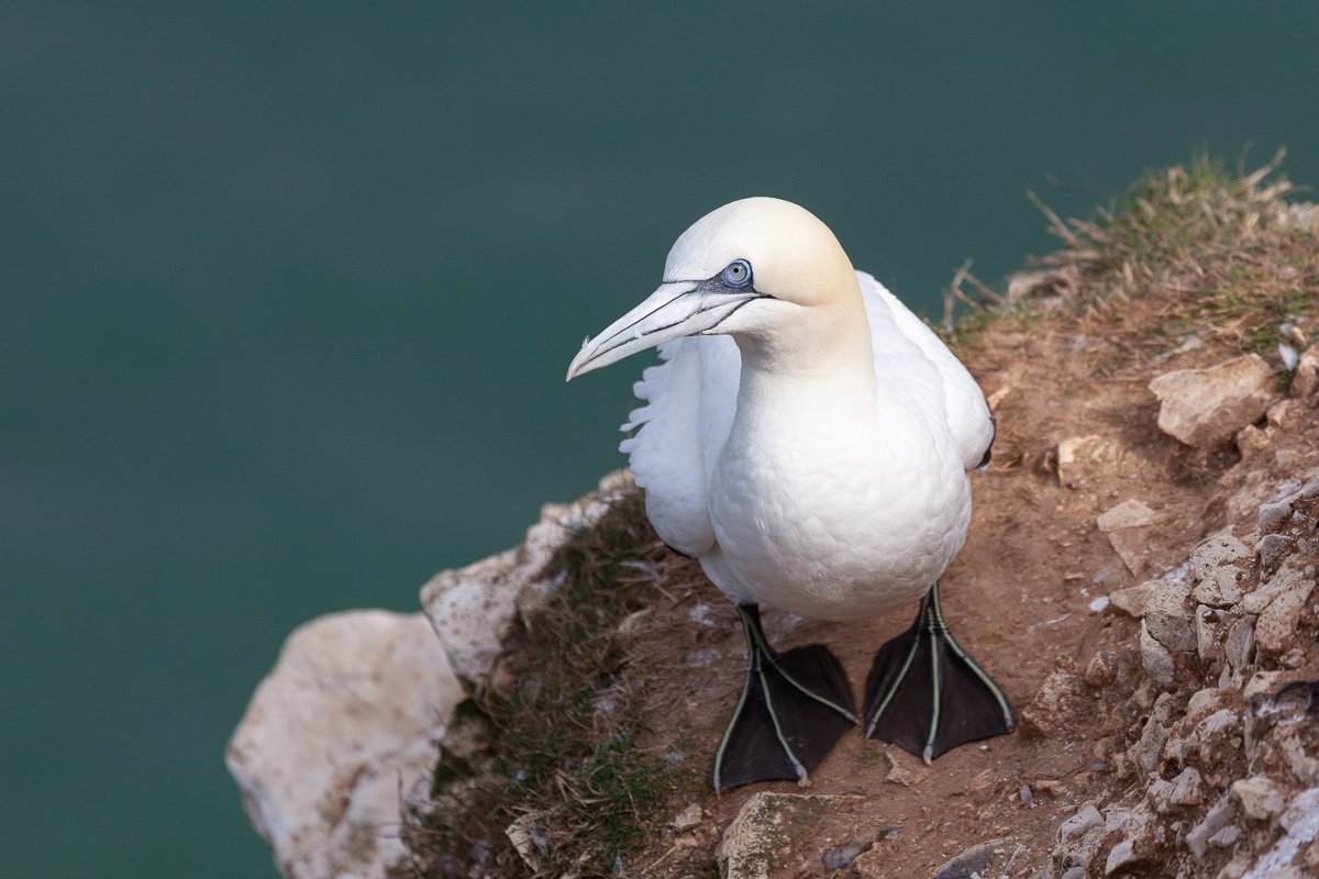 Gannet