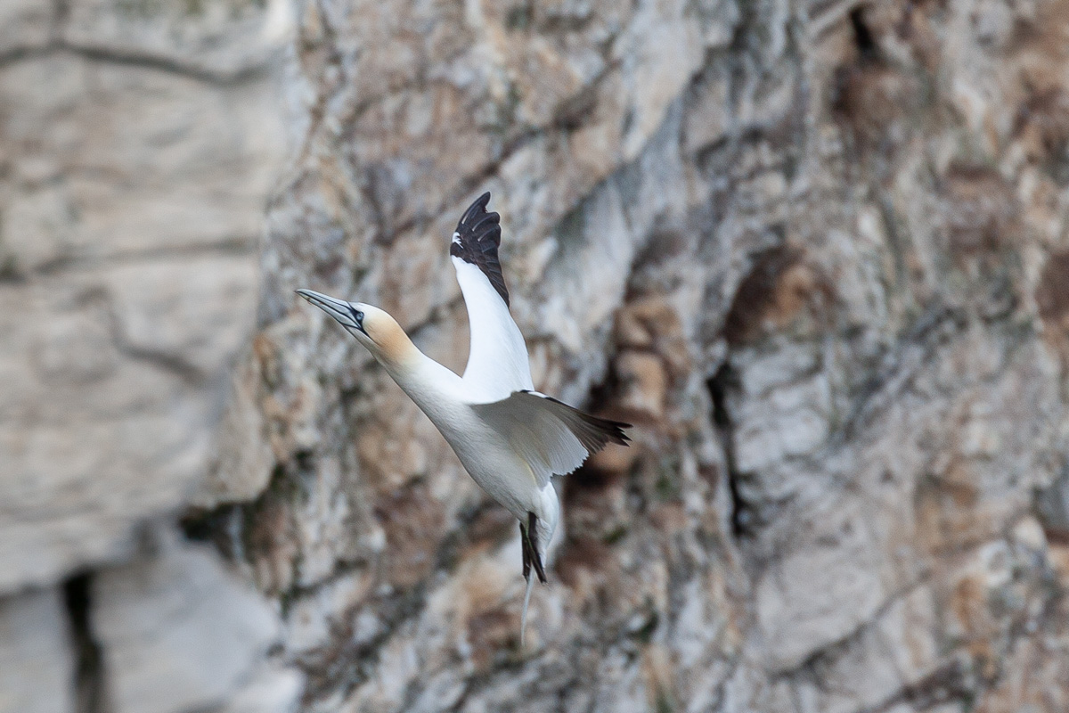 Gannet on landing approach