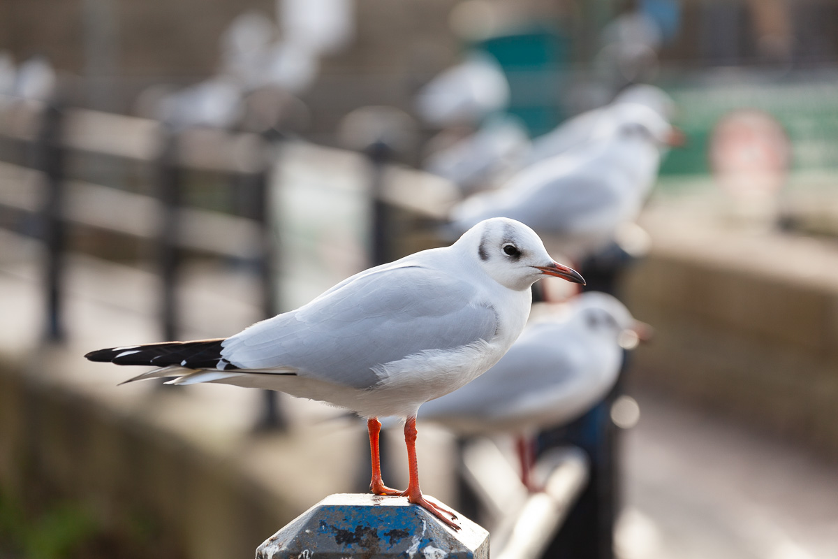 Black-headed gulls, Hollingworth Lake