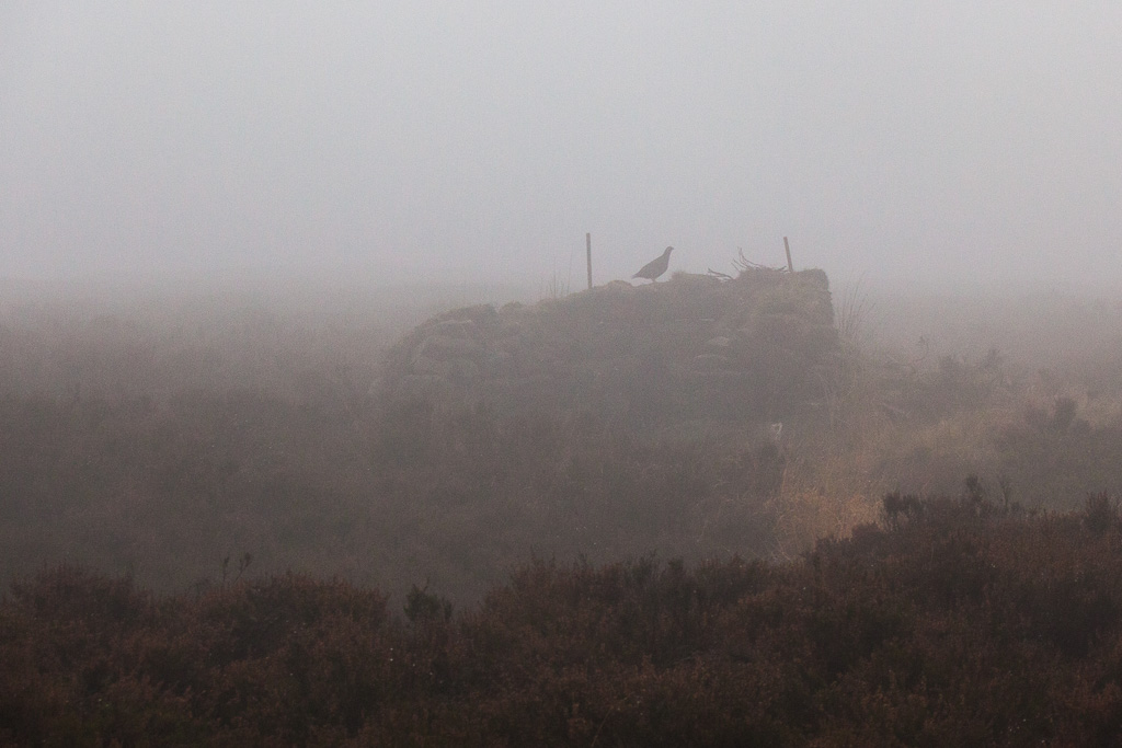 Red grouse on a grouse butt in fog