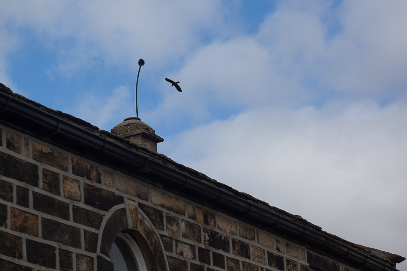 Jackdaw and chimney sweep's brush
