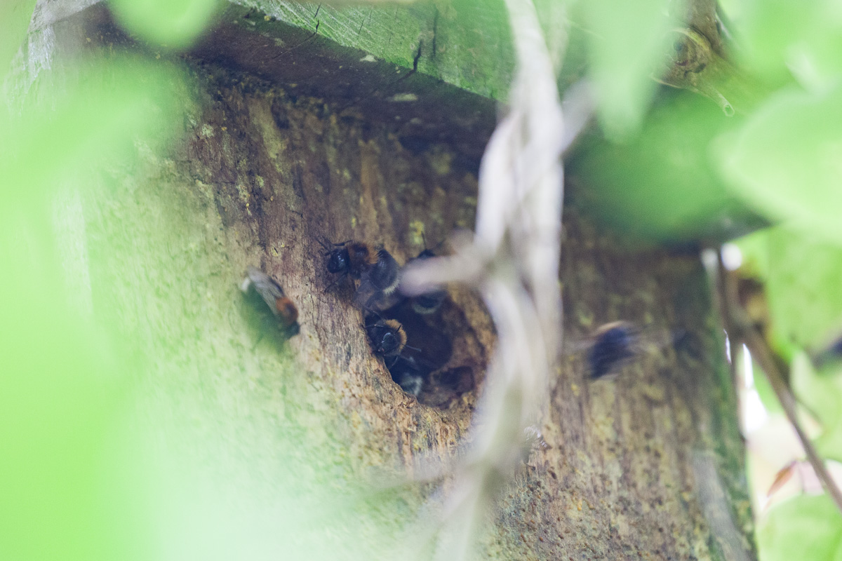 Tree bumblebees