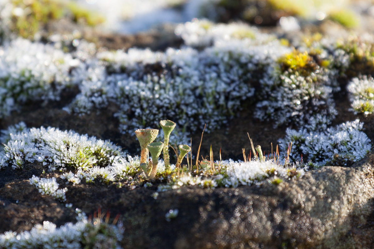 Frost-covered moss
