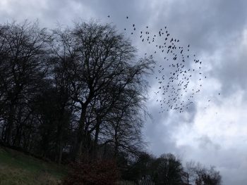 Jackdaws roosting in Crow Nest Wood
