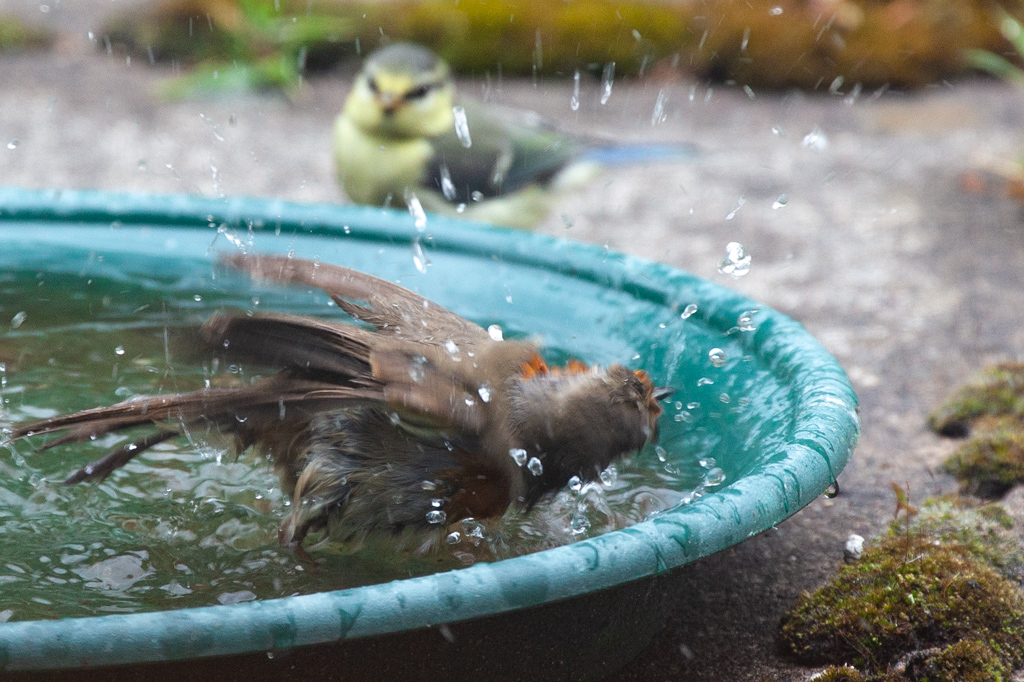 Robin in the birdbath