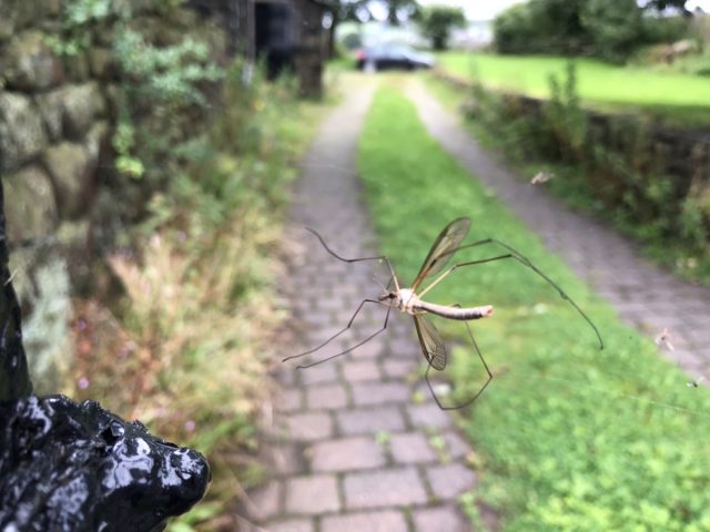 Crane fly trapped in spider’s web
