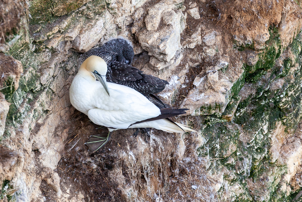 Adult and fledgling gannet