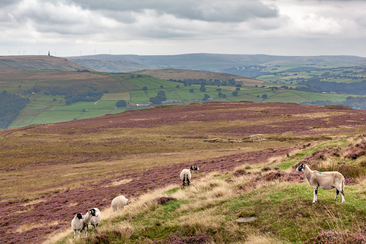 Sheep on the Moor