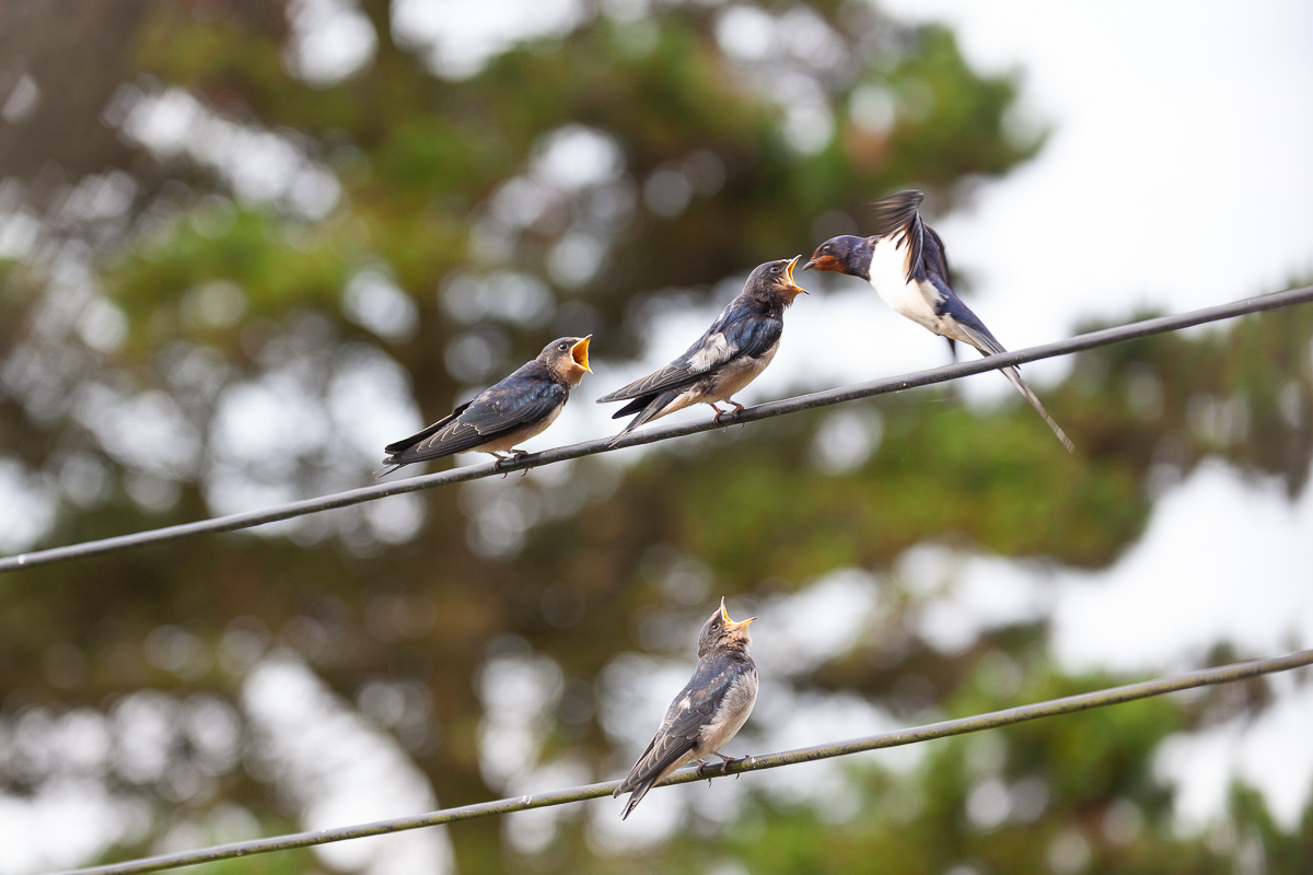 Swallow feeding its young