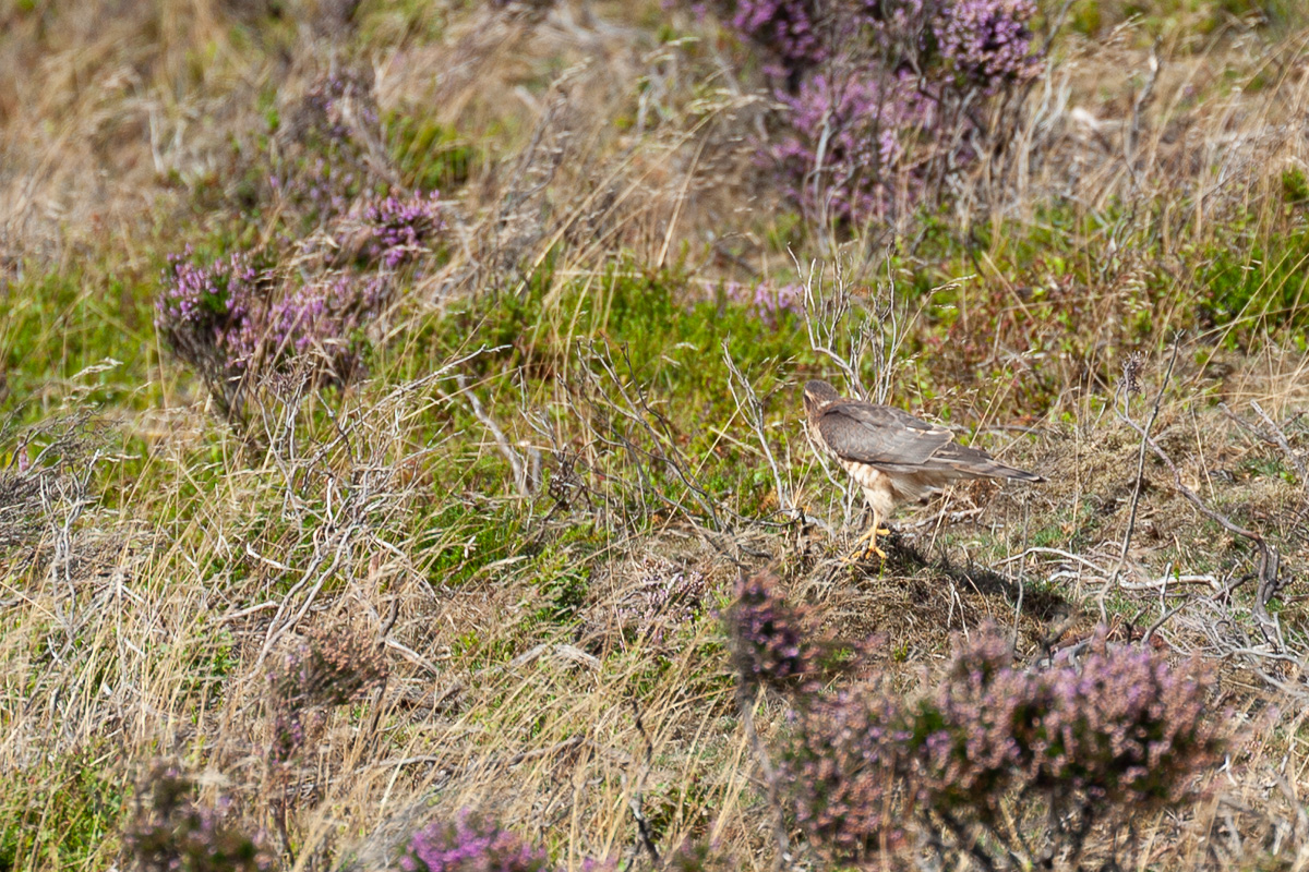 Female sparrowhawk