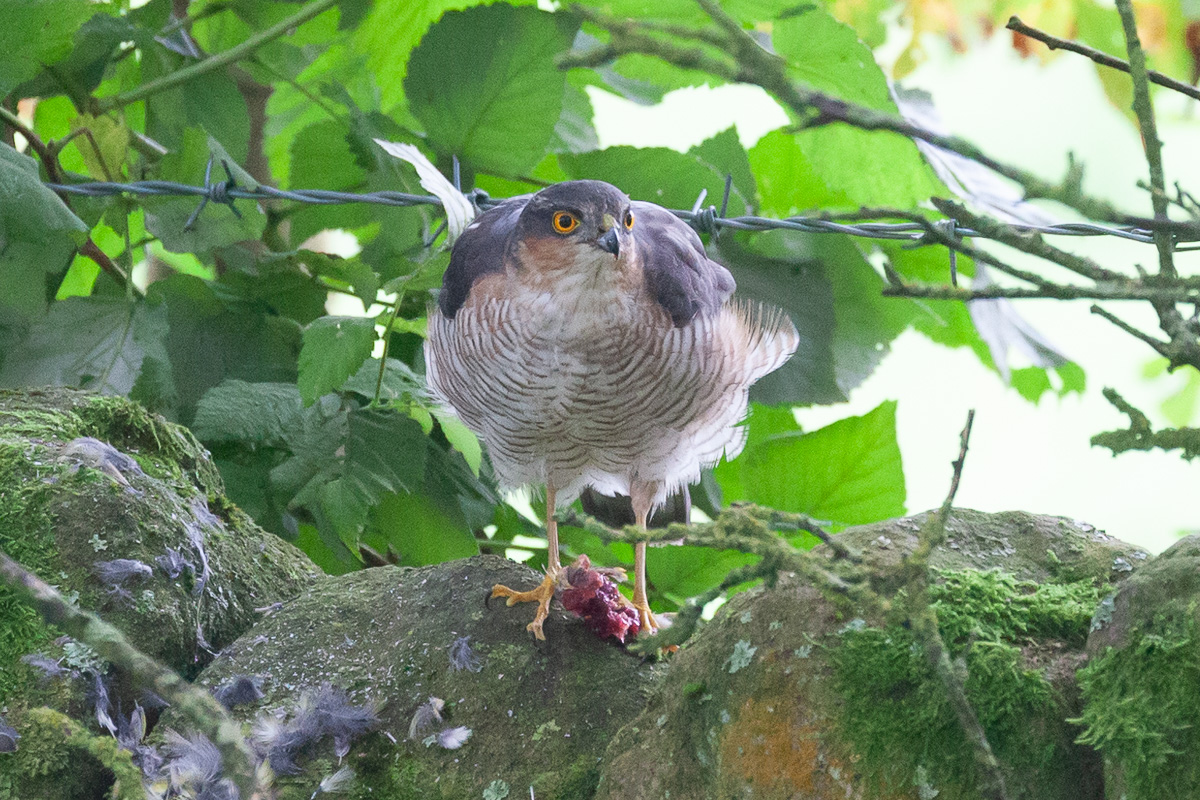 Male sparrowhawk eating goldfinch