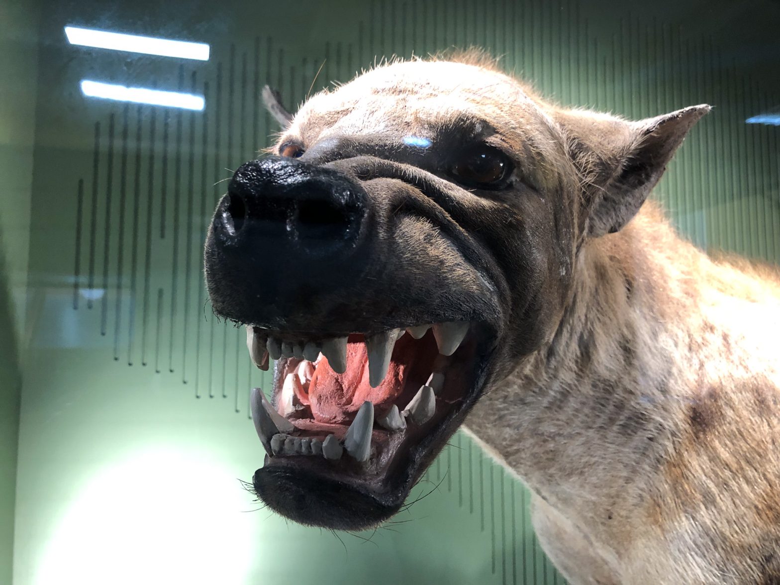 Hyena, Natural History Museum, Dublin