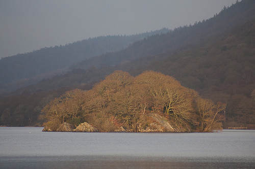 Wild Cat Island