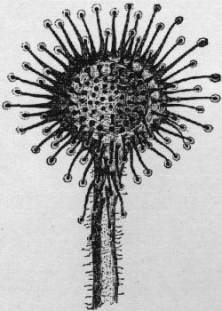 Drosera rotundifolia