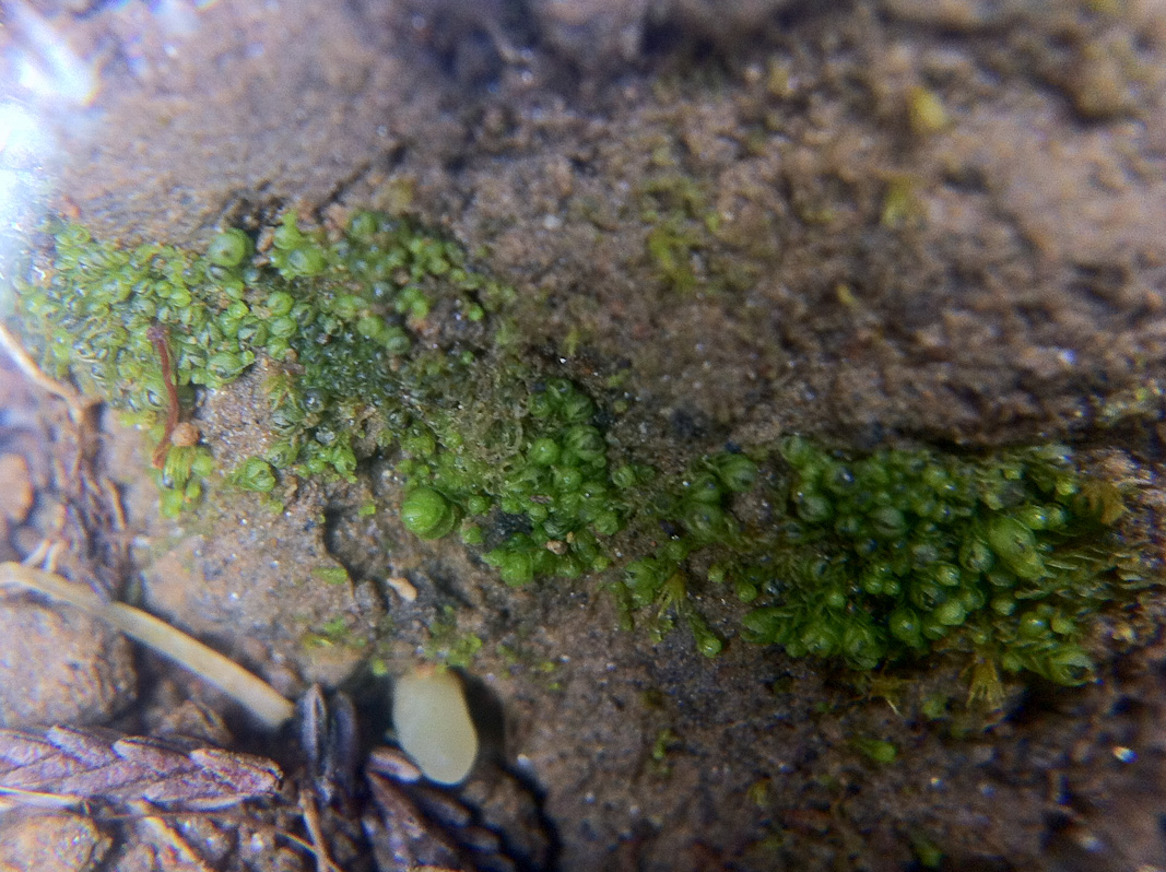 The return of the delicate flapwort