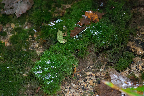 Hutchins’ hollywort.