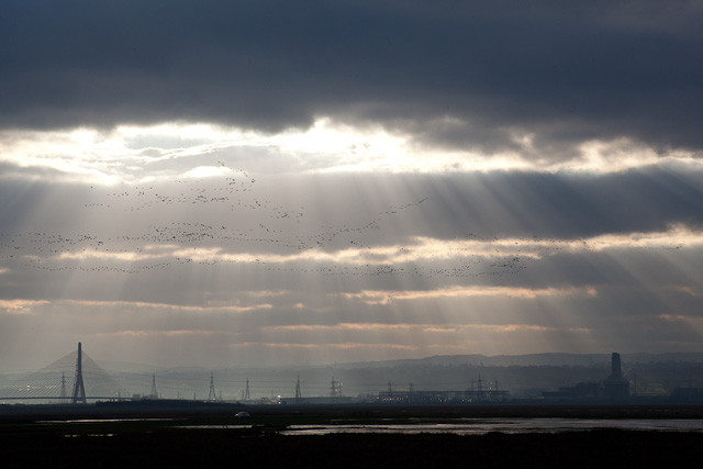 Geese over the Dee Marshes