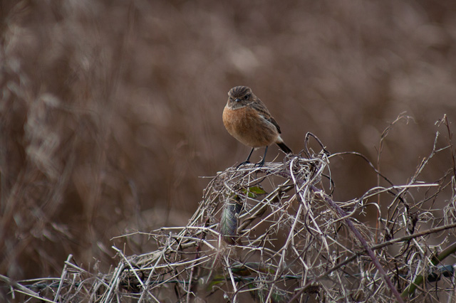 Stonechat