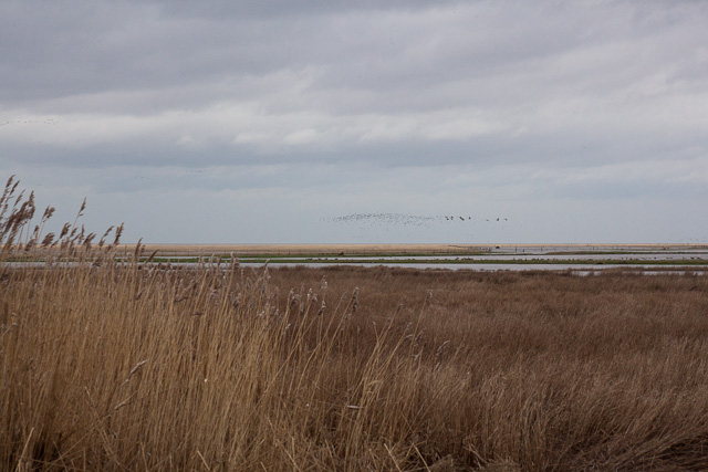 Burton Marshes
