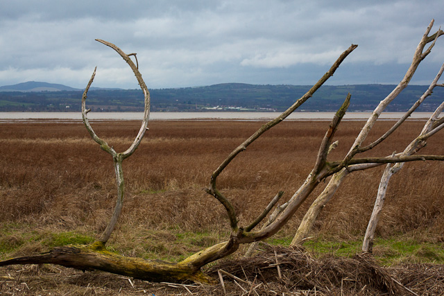 Burton Marshes