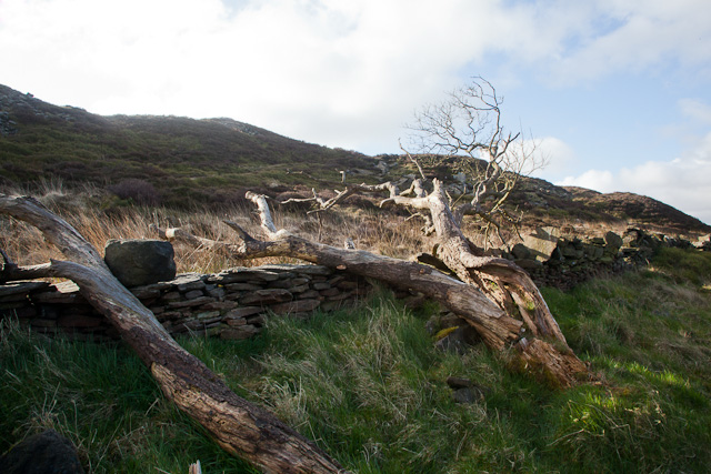 The nearly-dead tree.