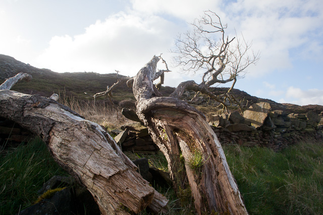 The nearly-dead tree.