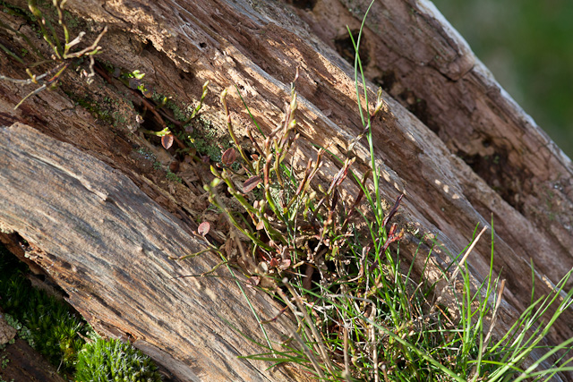 Bilberry growing on the nearly-dead tree.