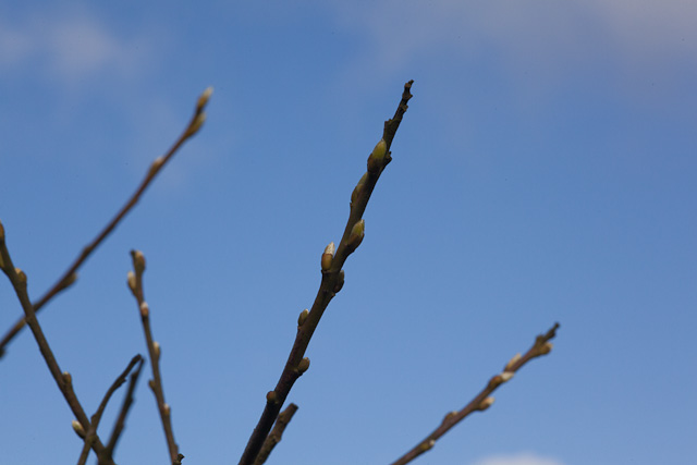 Renewed signs of life on the nearly-dead tree.