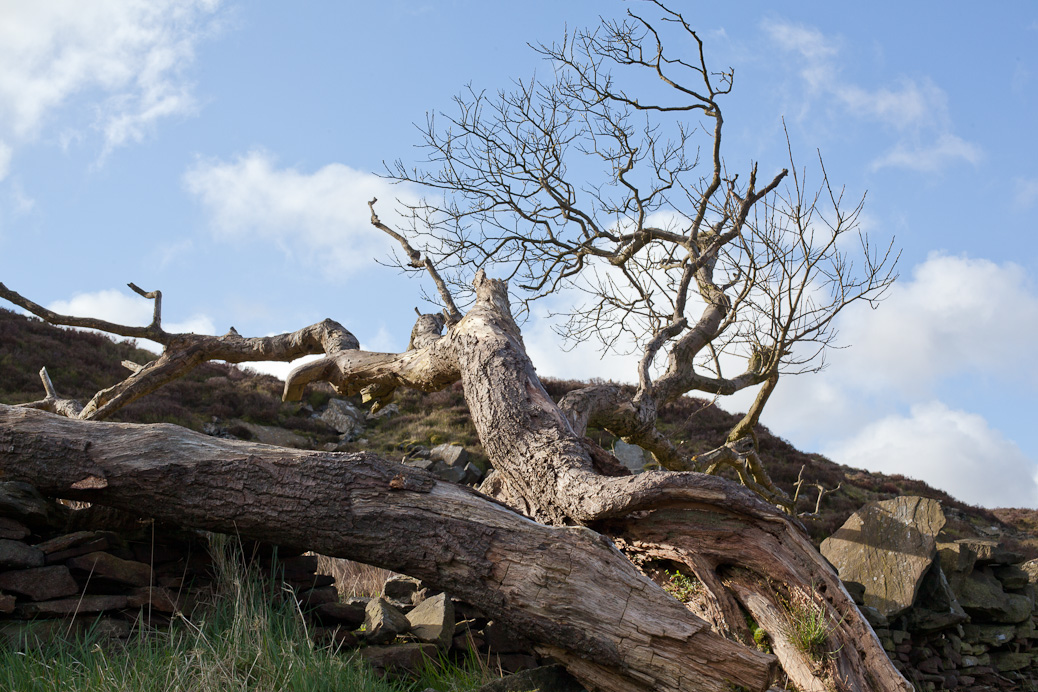 The nearly dead tree