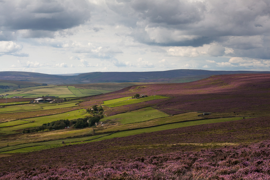 The Moor in heather
