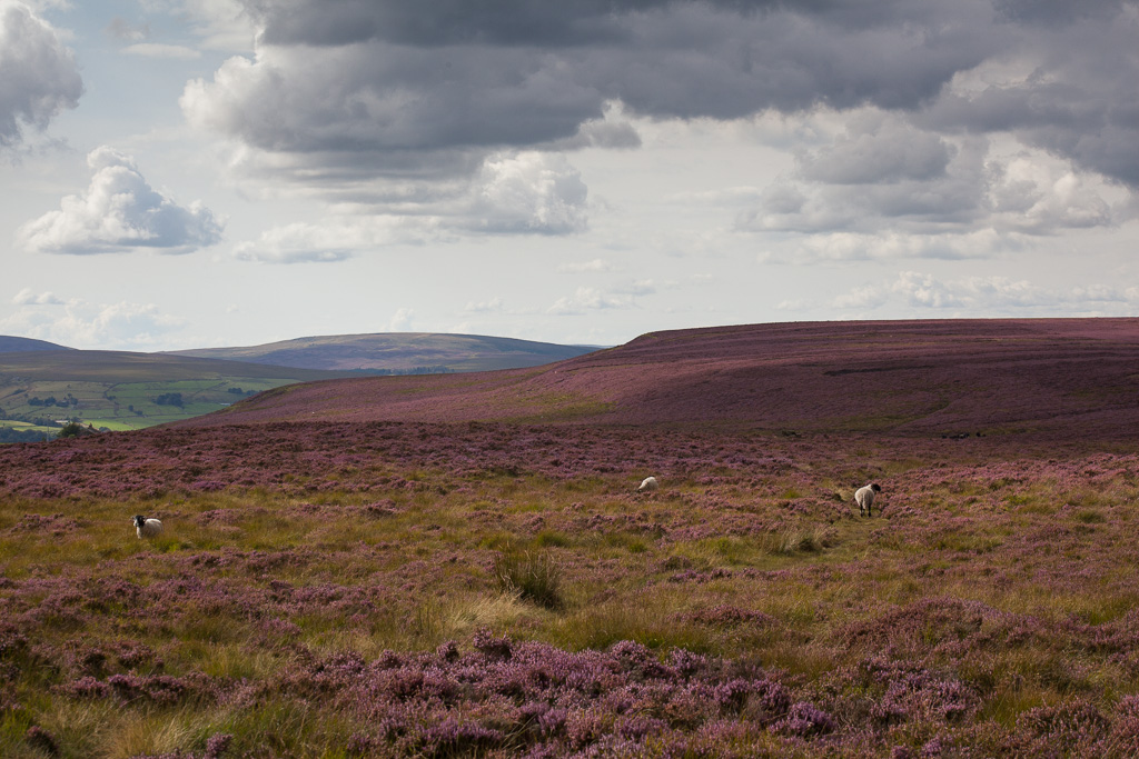 Sheep grazing in the heather