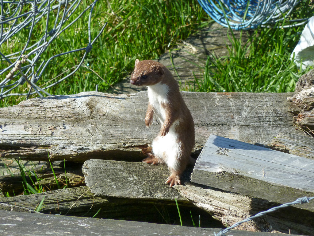 Weasel